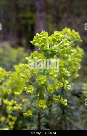 Holz-Wolfsmilch Euphorbia Amygdaloides cornwall Stockfoto