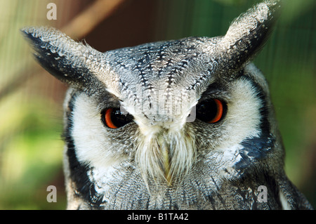 nördlichen White-faced Eule - Porträt / Otus Leucotis Stockfoto