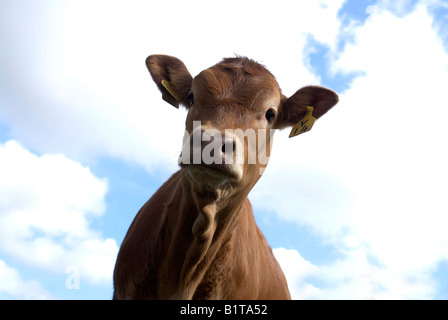 Einzelne Mutterkühe Limousin Champion Rindfleisch Herde Stockfoto