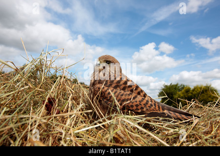 Junge Turmfalken Falco Tinnunculus in Heu Feld Potton Bedfordshire Stockfoto