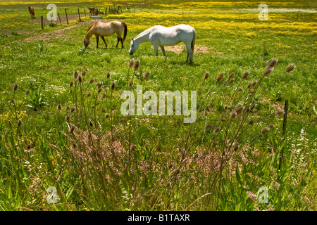 Zwei Pferde grasen auf einer Weide in der Nähe von Ashland Oregon Stockfoto