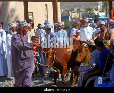 Ankunft der Rinder zum Verkauf an den Tiermarkt, Nizwa, Sultanat von Oman Stockfoto