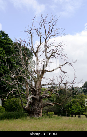 TOTEN QUERCUS ROBUR STIELEICHE Stockfoto