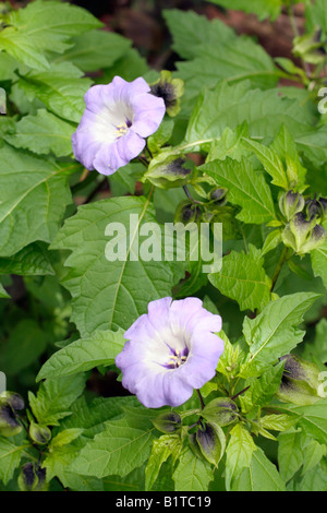 NICANDRA PHYSALOIDES APPLE VON PERU Stockfoto