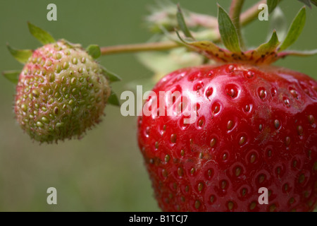 Reife und unreife Früchte auf eine Elsanta Erdbeer Pflanze wächst aus einem Topf in einem Garten, Nordirland Stockfoto