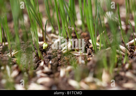 Freizeit Smaragd Sorte neues Gras wächst aus Gras Samen in einem Garten, Nordirland Nahaufnahme Stockfoto