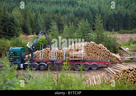 Ernte Kiefer in der Schottischen Wald schottischen Holzindustrie Ernte Holz Invernesshire, Schottland Großbritannien Stockfoto