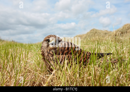 Junge Turmfalken Falco Tinnunculus in Heu Feld Potton Bedfordshire Stockfoto