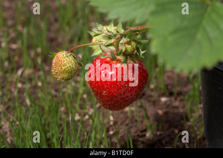 Reife und unreife Früchte auf eine Elsanta Erdbeer Pflanze wächst aus einem Topf in einem Garten mit frisch gesäten Rasen, Nordirland Stockfoto