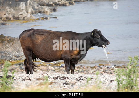 Kunststoff Tide, Küsten Strand Verschmutzung an Ord, Isle of Sky, Loch Eishort. Kühe, Tiere essen marine Wurf, Taschen, Isle of Skye Schottland Großbritannien Stockfoto