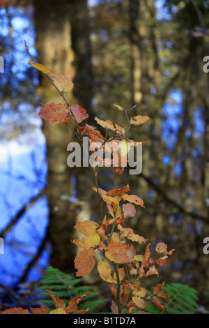 Herbstlaub Reflexion von Bäumen in Pfütze Belladrum Nr Beauly Invernesshire Highland-Schottland Stockfoto