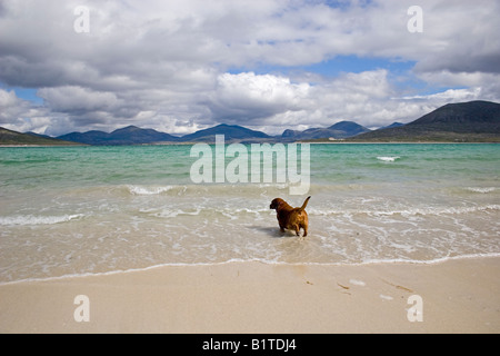 Hund, Paddeln auf Horgabost Strand, Isle of Harris, äußeren Hebriden, Schottland Stockfoto