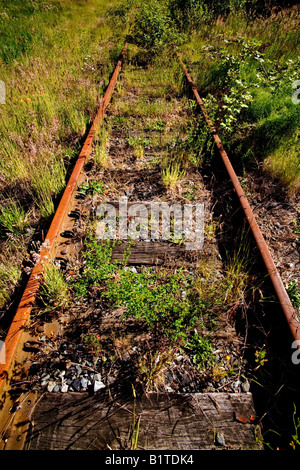 Lange verlassenen Eisenbahn verfolgt Rost in einem Unkraut bedeckt Gleisbett in Tacoma, Washington Stockfoto