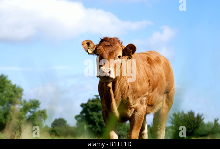 Einzelne Mutterkühe Limousin Champion Rindfleisch Herde Stockfoto