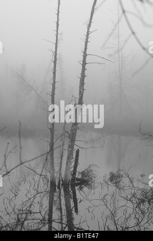 Schwarz / weiß Bild von toten Bäumen reflektiert den stillen Wassern von einem stagnierenden Sumpf in den schweren frühen Morgennebel, Quebec. Stockfoto