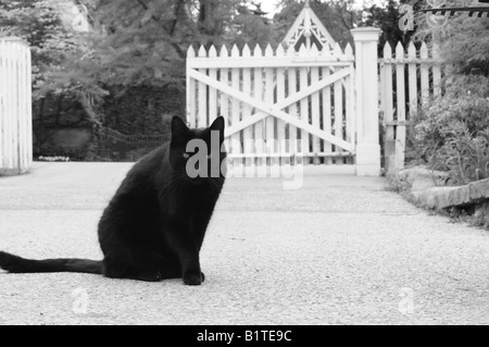 Schwarze Katze vor einem weißen Lattenzaun starrte intensiv auf den Betrachter. Will die Katze nähern, aber müde, dies zu tun ist. Stockfoto