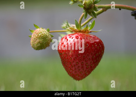 Reife und unreife Früchte auf eine Elsanta Erdbeer Pflanze wächst aus einem Topf in einem Garten, Nordirland Stockfoto