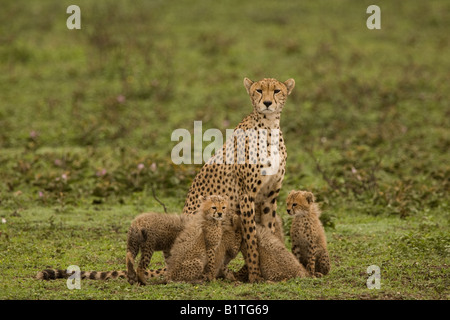 Gepardin mit jungen am Ndutu in Ngorongoro Conservation Area von Tansania, Ostafrika Stockfoto