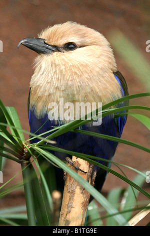 Blau-bellied Roller Coracias cyanogaster Stockfoto