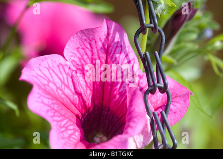 NAHAUFNAHME VON KETTE AUF EINEN HÄNGENDEN KORB ENTHÄLT HAUPTSÄCHLICH PETUNIEN SUFINIA PINK MIT TROMPETENFÖRMIGEN BLÜTEN Stockfoto