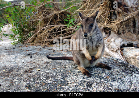 Mareeba Rock Wallaby (Petrogale Mareeba) mit jungen Joey im Beutel, Granite Gorge, Queensland, Australien Stockfoto