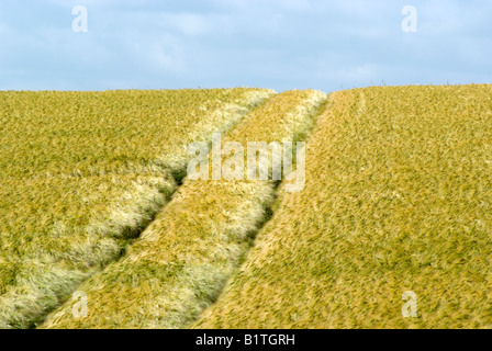 Unreife Gerste wächst auf einer Cotswold Farm Gloucestershire, England weht im Wind Stockfoto