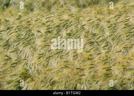 Unreife Gerste wächst auf einer Cotswold Farm Gloucestershire, England weht im Wind Stockfoto