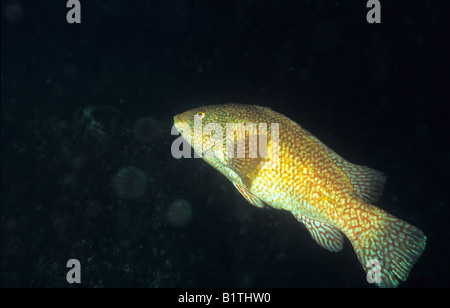 Ballan Wrasse. (Labrus Bergylta) St. Abbs, Schottland. Stockfoto