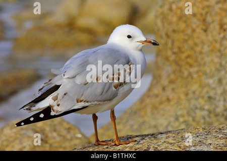 Eine Juvenile Silber Möwe (Larus Novaehollandiae) Stockfoto