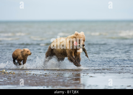 Braunbär (Ursus Arctos) Sau mit jungen fängt einen Fisch und zwingt Jungtiere jagen sie, um eine Mahlzeit zu bekommen läuft Stockfoto