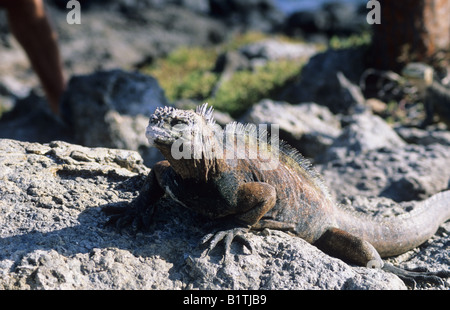 Land der Galapagos-Leguan. (Conolophus Subcritatus) Galapagos-Inseln, Ecuador. Stockfoto