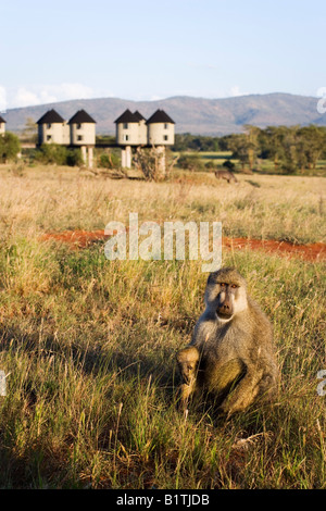 Pavian Gras Sarova Salt Lick Lodge im Hintergrund Taita Hills Game Reserve Küste Kenia Stockfoto