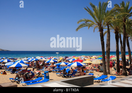 Sonnenbaden am Strand Levante Benidorm Spanien EU Europäische Union Europa Stockfoto