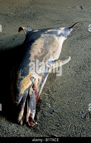 Toten Gemeiner Delfin wusch an Land, nachdem er umschlungen in Fischernetzen Tregardock Strand Cornwall England Stockfoto