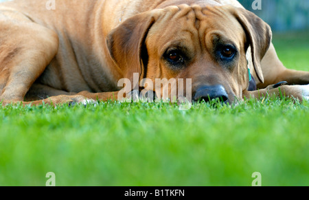 Japan-Sumo-Hund Tosa Inu Stockfoto