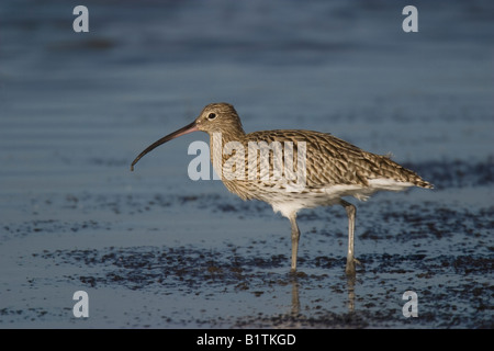 Eurasische Brachvogel (Numenius Arquata) waten im seichten Wasser Stockfoto