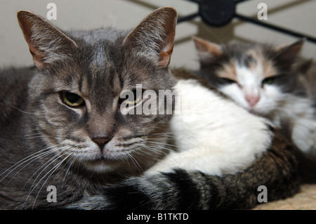 Streunende Katzen gerettet durch Stadt Viecher Cat rescue Stockfoto
