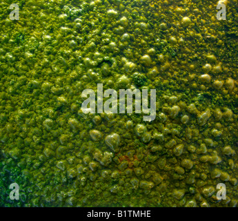 Grünes Moos auf kochendes Wasser, Island Stockfoto