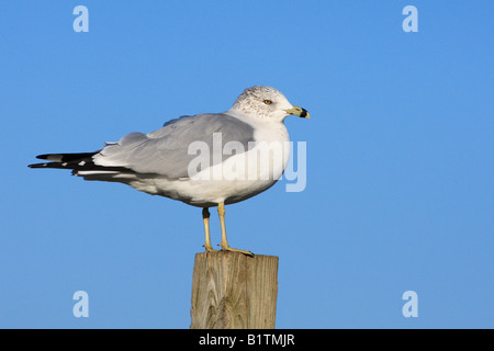 Eine Silbermöwe sitzt auf einem hölzernen Pfosten in Nordamerika. Stockfoto