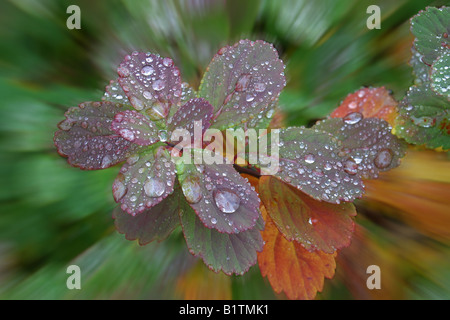 Wassertropfen auf den Blättern, Island Stockfoto