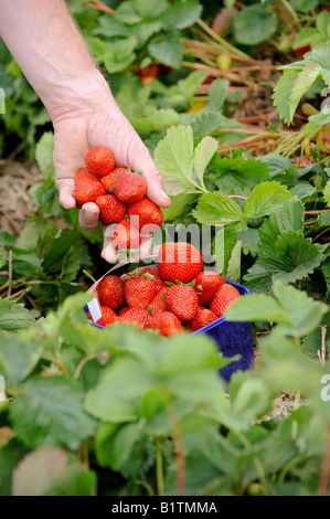 Wählen Sie Ihre eigenen Obsthof - eine Handvoll Erdbeeren in eine volle Körbchen in einem Erdbeerfeld gestellt werden. Bild von Jim Holden. Stockfoto