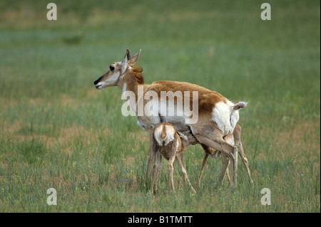 Eine Pronghorn Antilope pflegt seine zwei jungen. Stockfoto