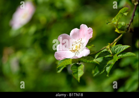 Hund wild Rose Rosa Canina native Strauch Stockfoto