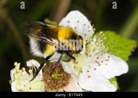 Hummel-Mimic Hoverfly (Volucella Bombylans) ernähren sich von Bramble Blume Stockfoto