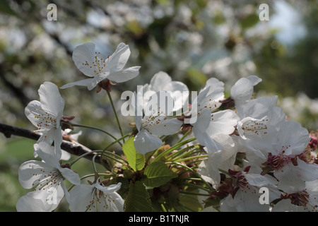 Gean blühen in Schottland. Stockfoto
