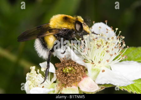 Hummel-Mimic Hoverfly (Volucella Bombylans) ernähren sich von Bramble Blume Stockfoto
