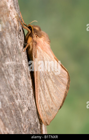 Australische schnelle moth Stockfoto