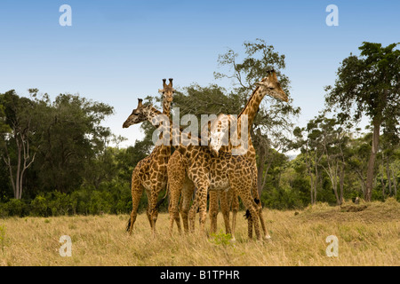 Lustige Turm von 4 Giraffen posing 2 ständigen Profil Köpfe in entgegengesetzte Richtungen 3 Kopf über sie 4. auf in der Masai Mara Kenia gewickelt Stockfoto