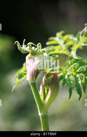 Achillea Millefolium öffnet Blatt Stockfoto