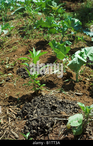 Nahaufnahme von Ziege Gülle Dünger auf Ernte in Feld auf Farm Kenia Afrika Stockfoto